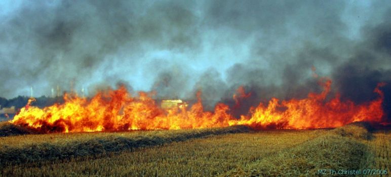 Stoppelfeldbrand zwischen Reicho und Buschkuhnsdorf