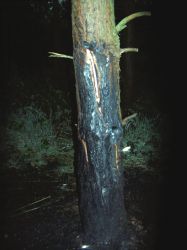 Waldbrand nach Blitzschlag